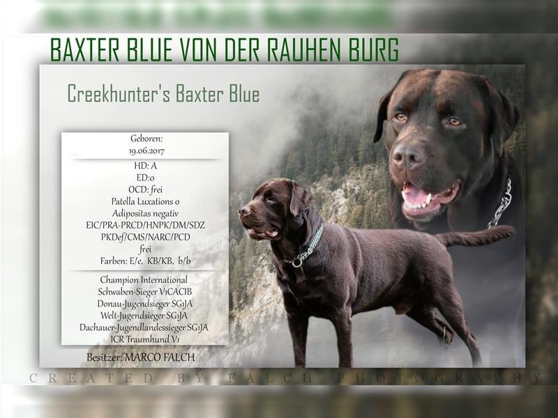 G-Wurf - Labrador Vom Hohenbogen - Welpen | Labrador Vom Hohenbogen